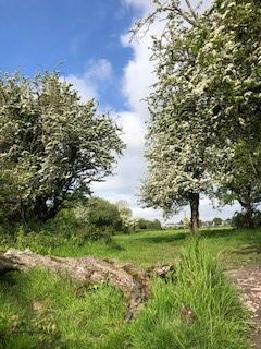 trees 1
